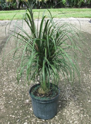 10" Ponytail Palm
