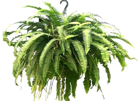 10" Emerald Queen Hanging Basket