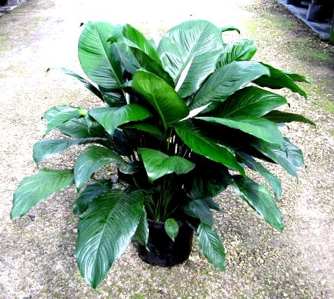 10" Spath Figuro