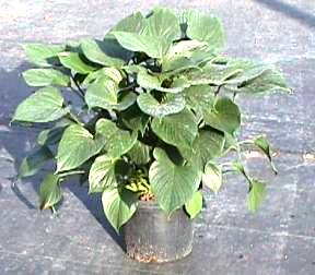 10" Homalomena Emerald Gem