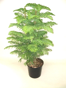 10" Norfolk Island Pine