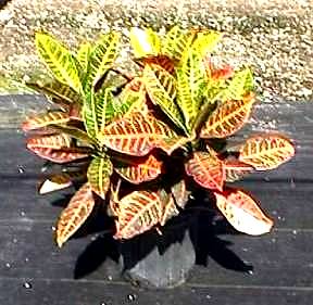 10" Croton Petra