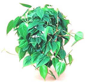 10" Philodendron Cordatum Hanging Basket