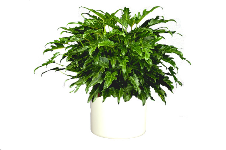 10" Philodendron Selloum