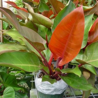 10" Philodendron Prince of Orange