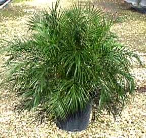 10" Robilinii Palm