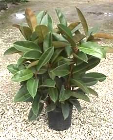 10" Ficus Robusta Rubber