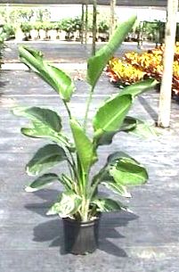 10" Bird of Paradise