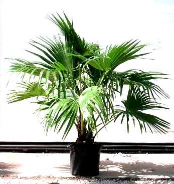 12" Chinese Fan Palm