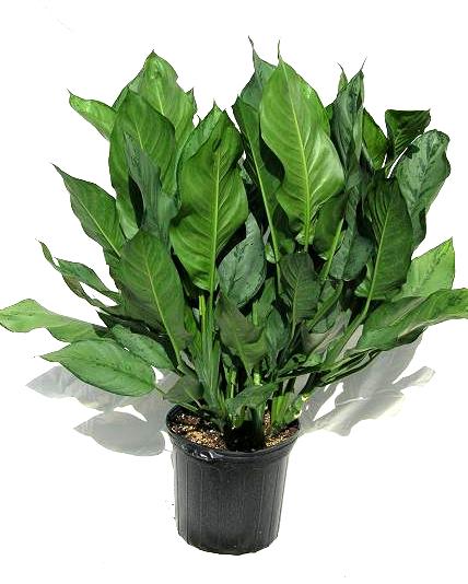 12" Aglaonemia B J Freeman