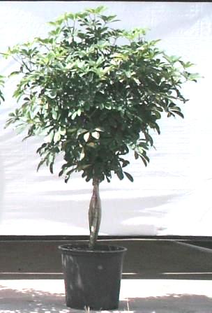 14" Arboricola Capella Braid