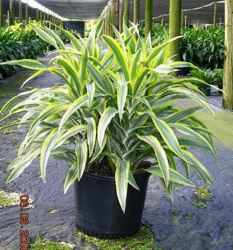 14" Draceana Gold Star