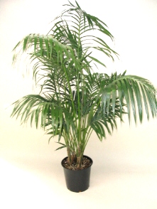 14" Kentia Palm