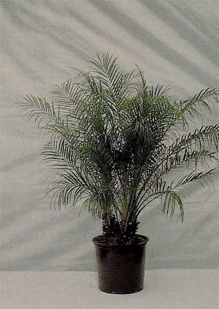 14" Robelinii Palm