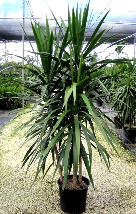 14" Dracaena Tarzan