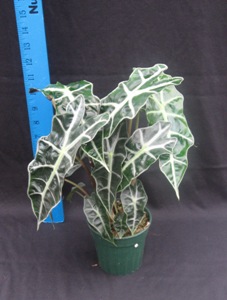 4" Alocasia Poly