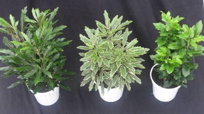 4" Aralia Assortment