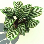 4" Calathea