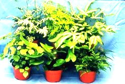 4" Exotic Fern Assortment