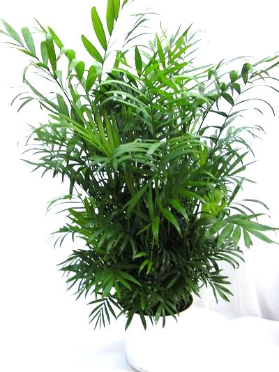 4" Neanthe Bella Palm
