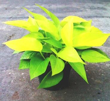 4" Neon Pothos