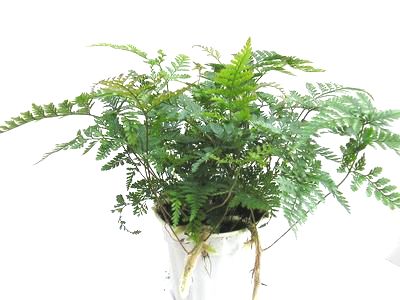 4" Rabbitfoot Fern