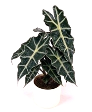 6" Alocasia Poly