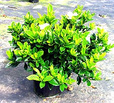 12" Gardenia Bush