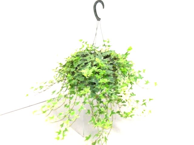 6" Ivy Hanging Basket