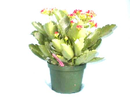 6" Kalanchoe