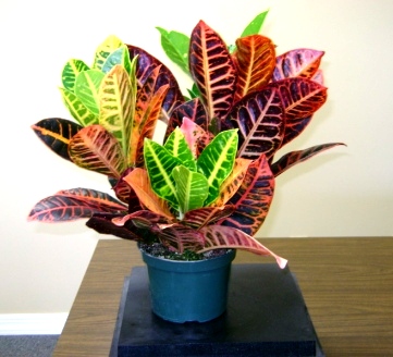 6" Croton Petra