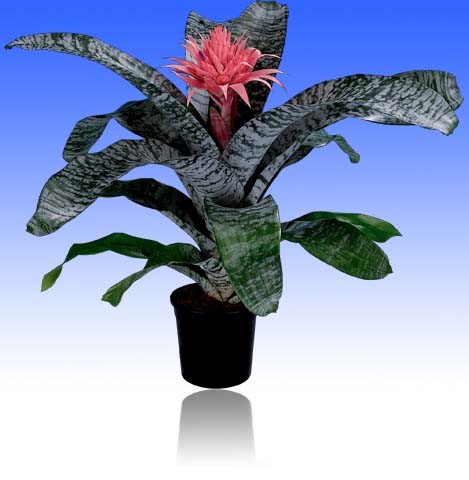 6" Bromeliad Achmea Primera