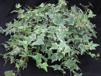 6" Ivy Varigated