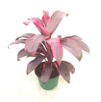 6" Cordyline Ruby