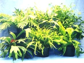 6" Fern Assortment