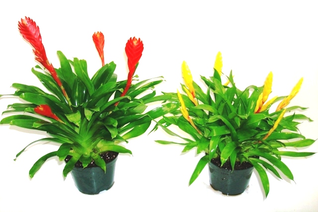 6" Bromeliad Vriesea Multi Bloom