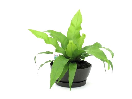 6" Japanese Birdnest Fern Deco Bowl