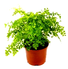 6" Maidenheir Fern