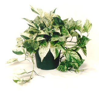 6" Marble Queen Pothos