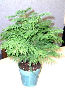 4" Norfolk Island Pine