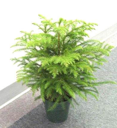 6" Norfolk Island Pine