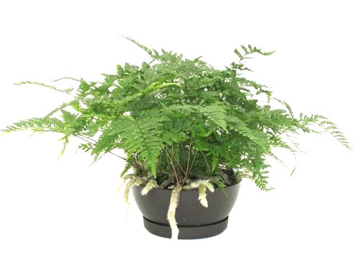 6" Rabbit Foot Fern Deco Bowl