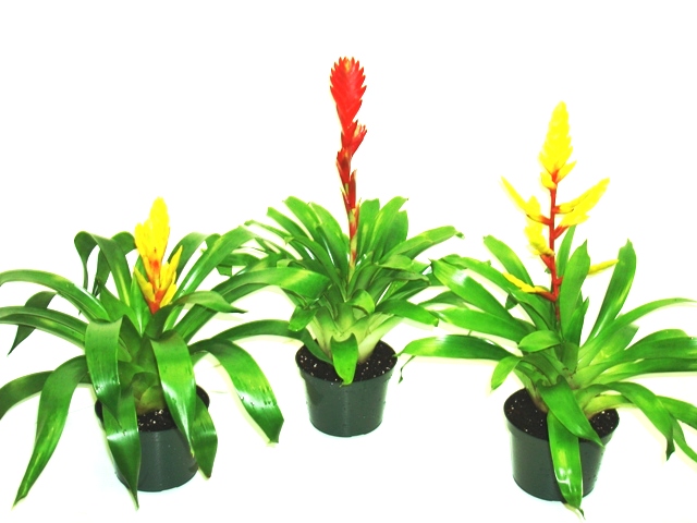 6" Bromeliad Vriesea Single Bloom