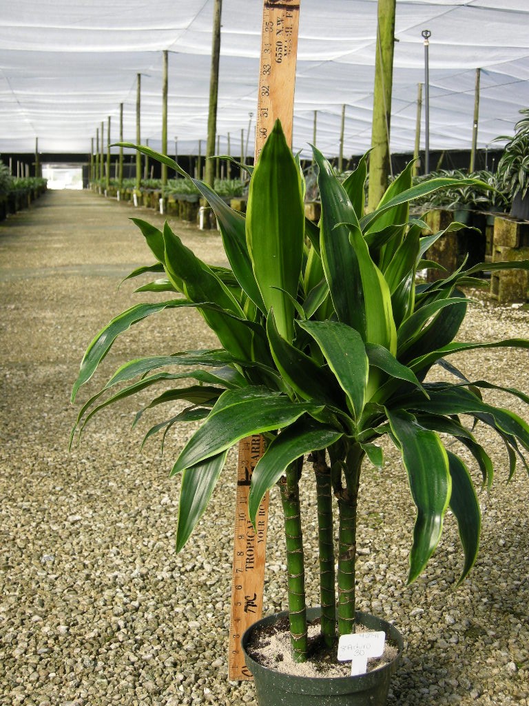 8" Dracaena Arturo