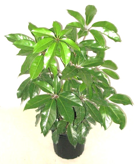 8" Shefflera Amate