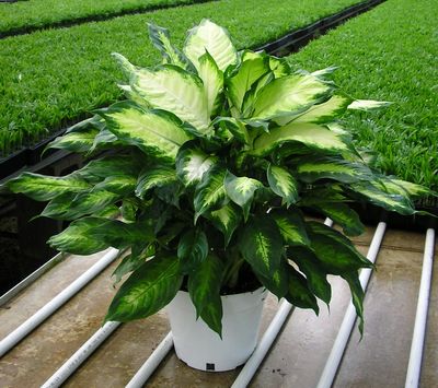 8" Dieffenbachia Cammille