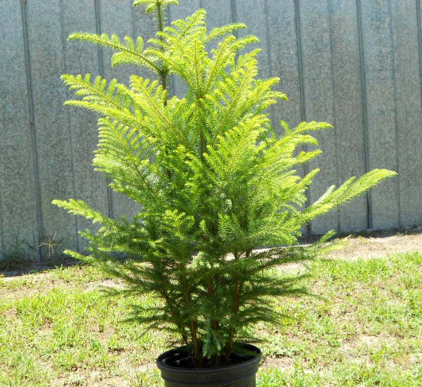 8" Norfolk Island Pine