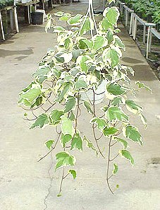 8" Marango Ivy