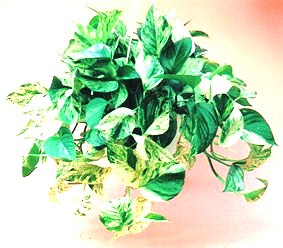 8" Marble Queen