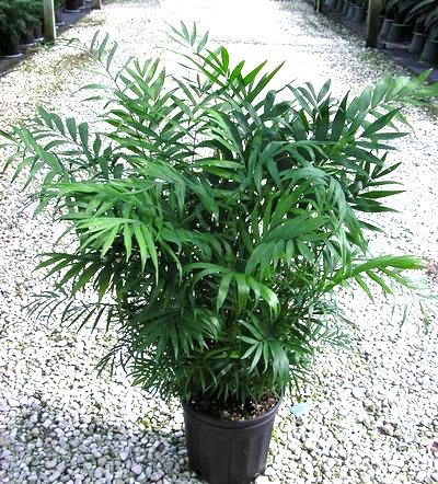 8" Neanthe Bella Palm